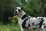 DOGUE ALLEMAND 780